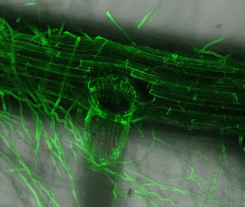 Confocal microscope image – Barley root fluorescence