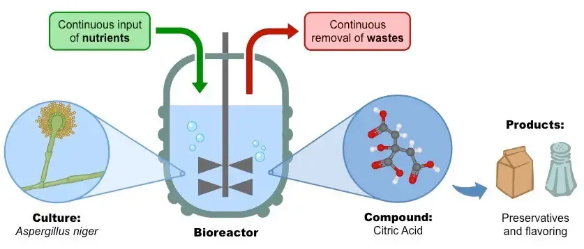 Continuous Culture - Definition, Advantage, Application, Systems 3 Citric acid Production in Continuous Culture