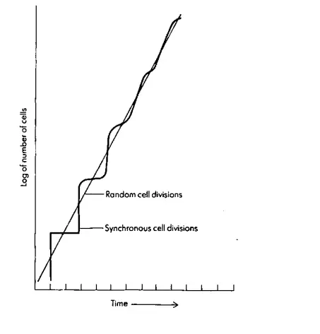 Synchronous culture curve