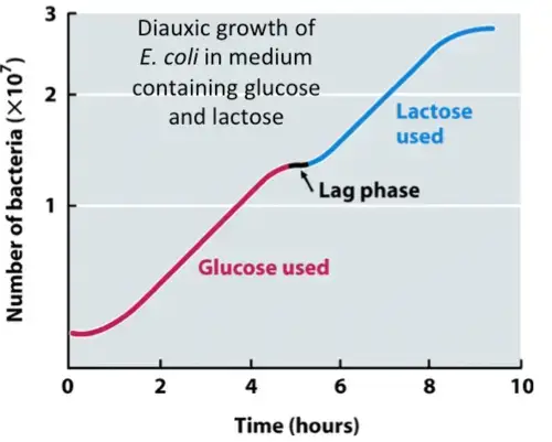 Diauxic Growth Curve - Definition, Occurrence - Biology Notes Online