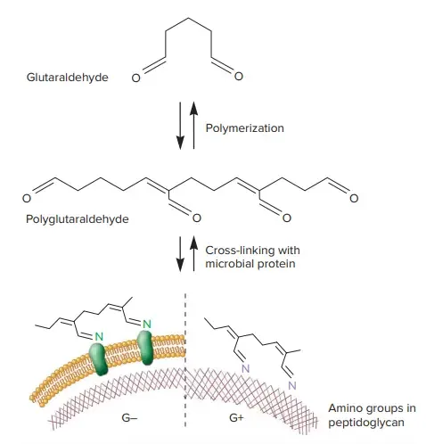 Mode of Action of Glutaraldehyde