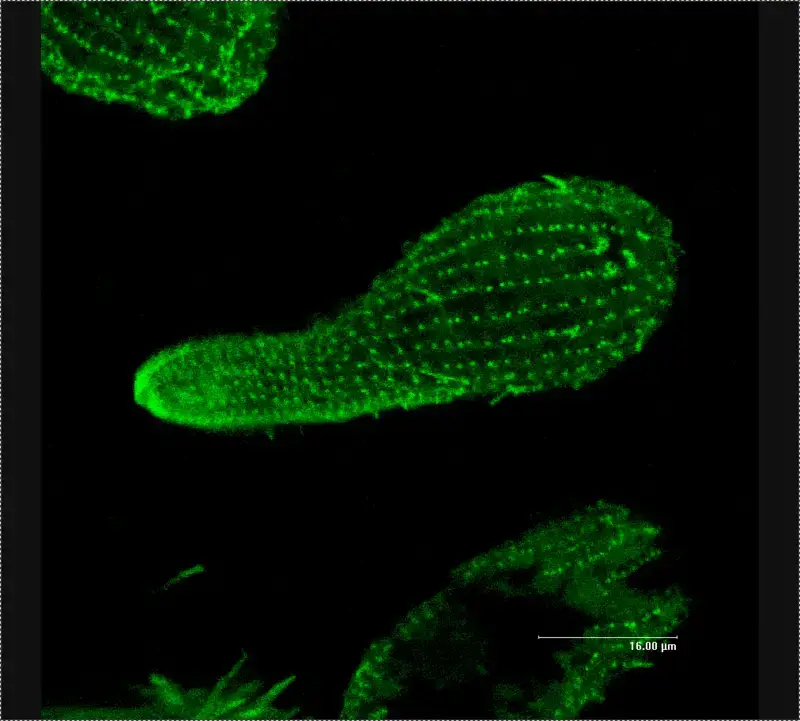 Confocal microscope image -β-tubulin in Tetrahymena (a ciliated protozoan).