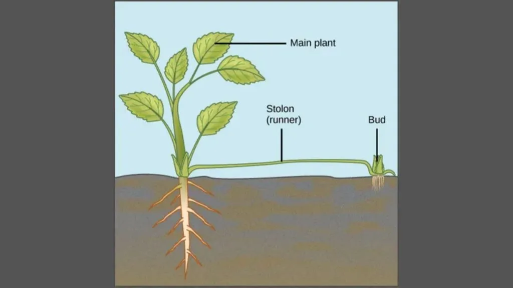 Budding in Plants 