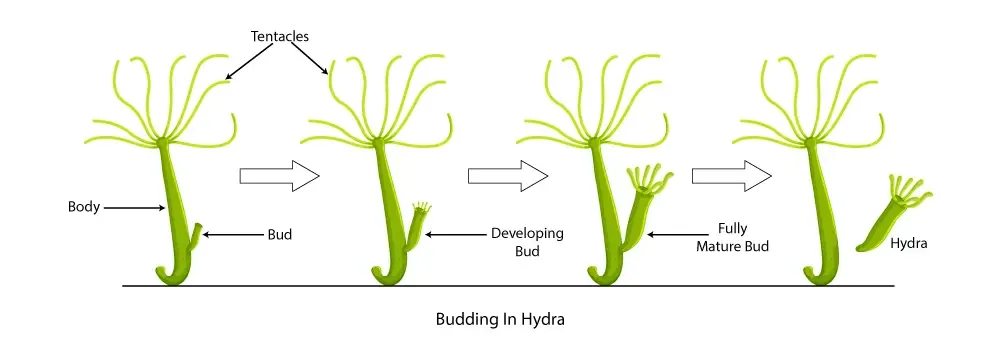 Budding in Hydra