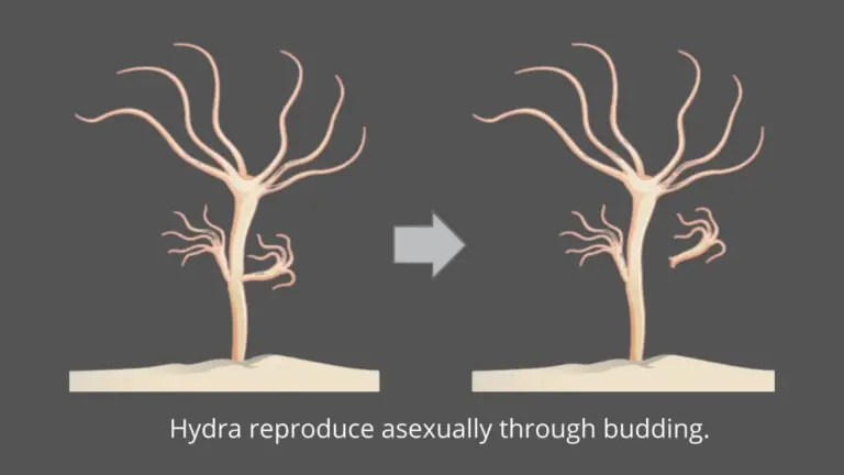 Budding Definition Process Advantages Disadvantages Biology