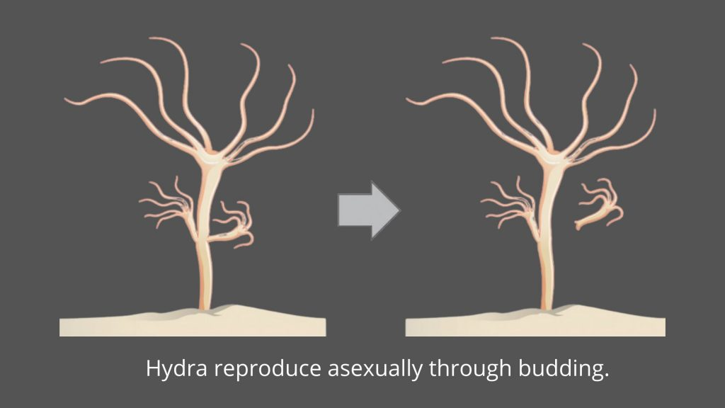 Asexual Reproduction in bacteria – budding