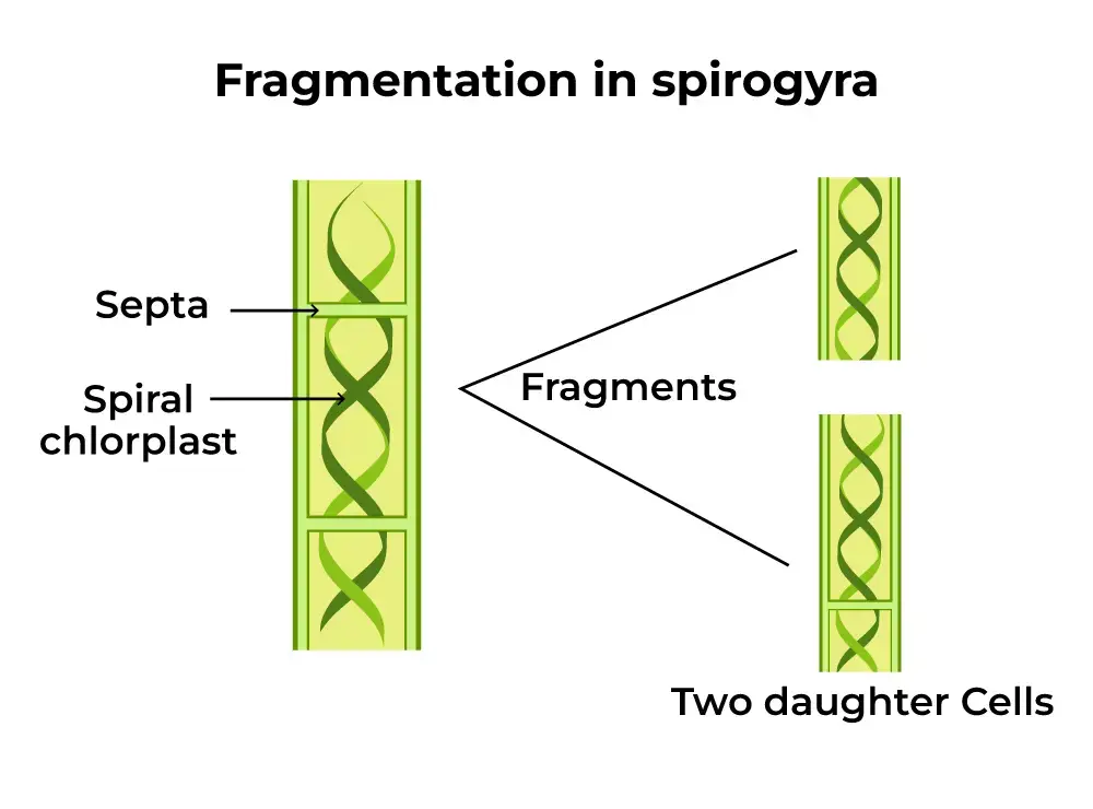 Fragmentation in Spirogyra