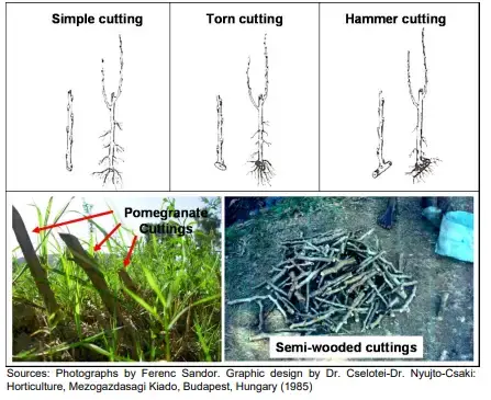 Hardwood Cuttings