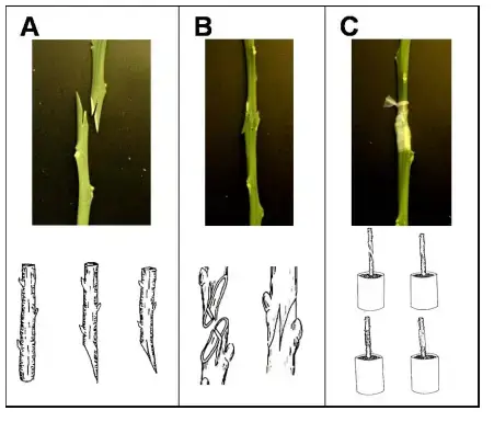 Tongue Whip Grafting