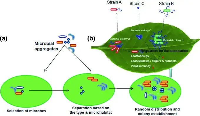 Structure of phyllosphere microbial assemblage. a stages for microbial community structure development, b regulations for the microbial community structure in phyllosphere