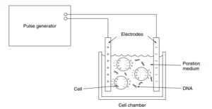 Electroporator – Definition, Principle, Types, Protocol, Applications
