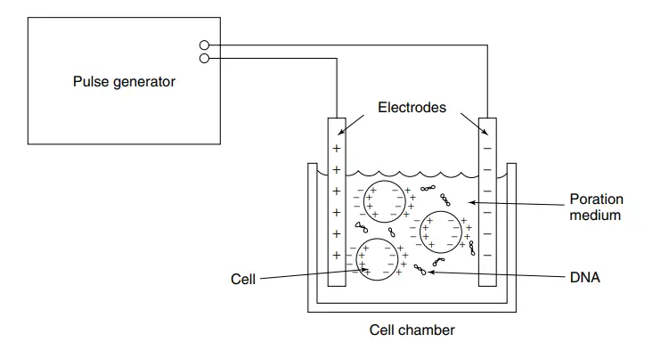 Electroporator – Definition, Principle, Types, Protocol, Applications