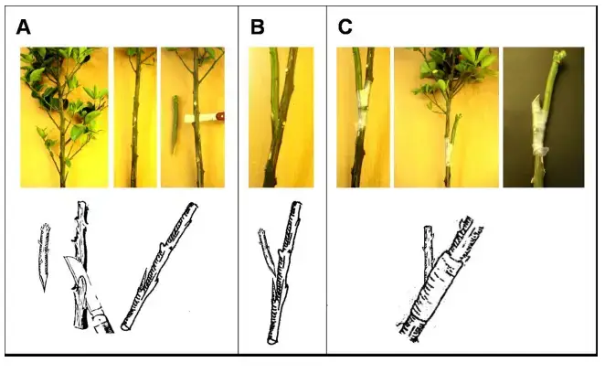 Side Cleft Grafting