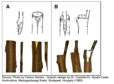 Slipping Bark Grafting