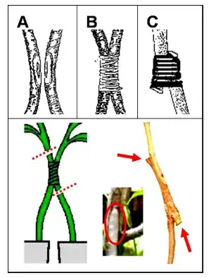 Approach Grafting