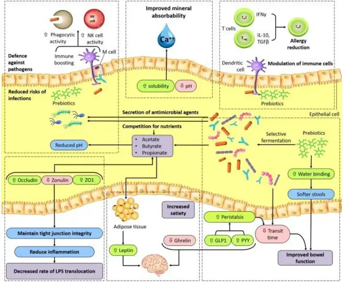 Mechanism of Action of Prebiotics
