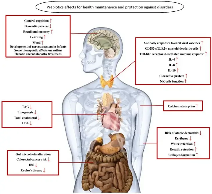 Mechanism of Action of Prebiotics
