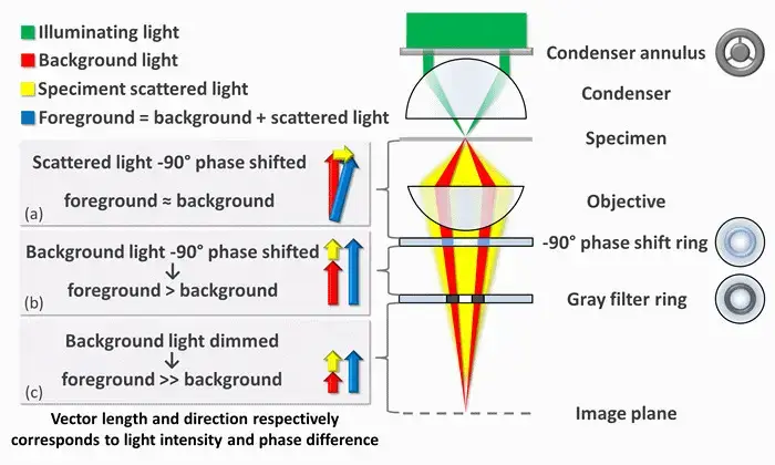 how does phase contrast microscopy help scientists to visualize difficult specimens?
