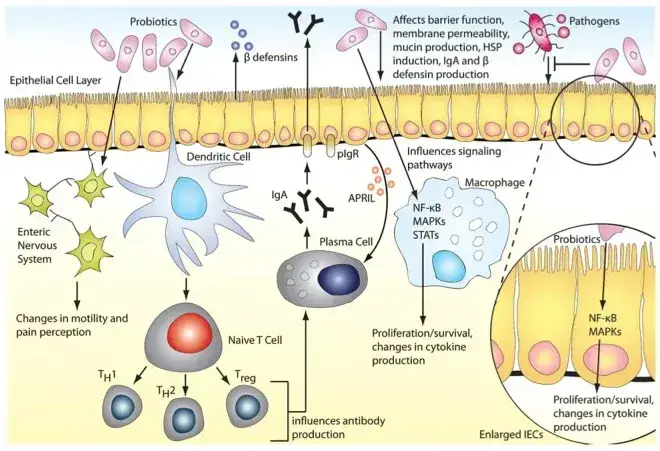 Mechanisms of Probiotics