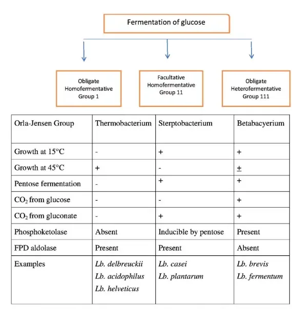 Genus lactobacillus