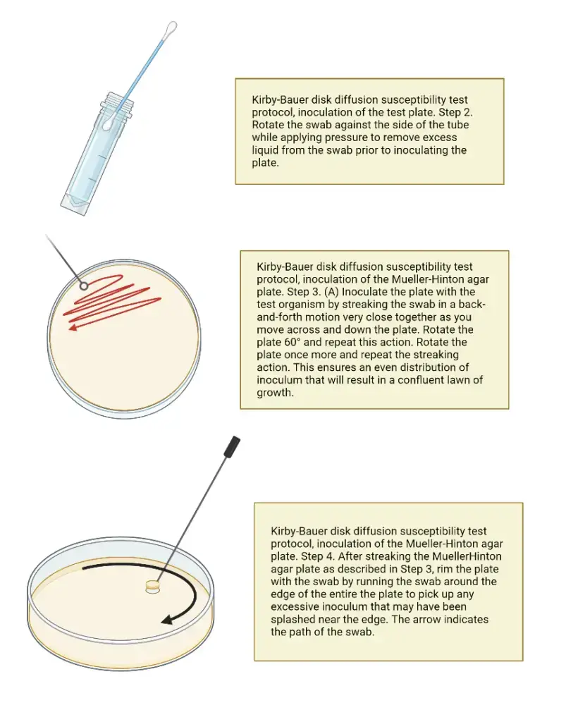 Inoculation of the MH plate