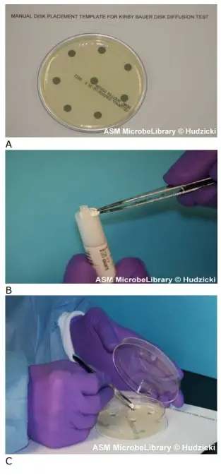 Kirby-Bauer disk diffusion susceptibility test protocol, placement of antibiotic disks using forceps to manually place the disks. Step 1, e. through h. Antibiotic disks can be manually placed on the MH agar plate if desired. (A) Place the Mueller-Hinton agar plate over the disk template. (B) Remove one disk from the cartridge using forceps that have been sterilized. (C) Lift the lid of the plate and place the disk over one of the positioning marks. (D) Press the disk with the forceps to ensure complete contact with the agar surface. Replace the lid of the plate between disks to minimize exposure to air-borne contaminants.