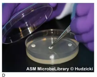 Press the disk with the forceps to ensure complete contact with the agar surface. Replace the lid of the plate between disks to minimize exposure to air-borne contaminants.