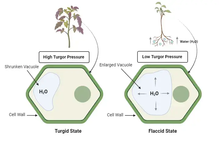 Turgor Pressure – Definition, Mechanism, Functions