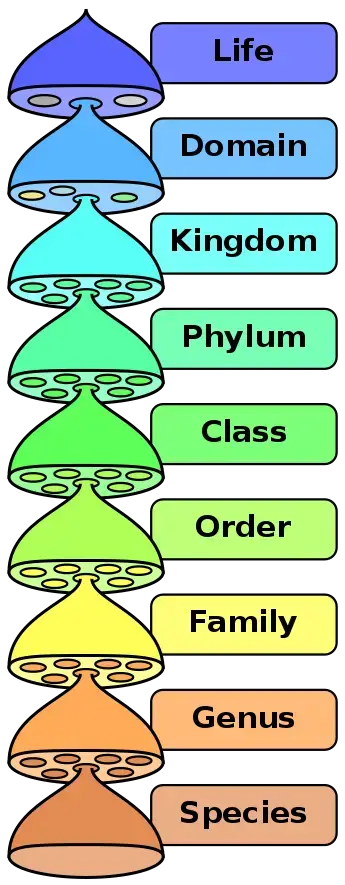 Overview of the Taxonomic Hierarchy 