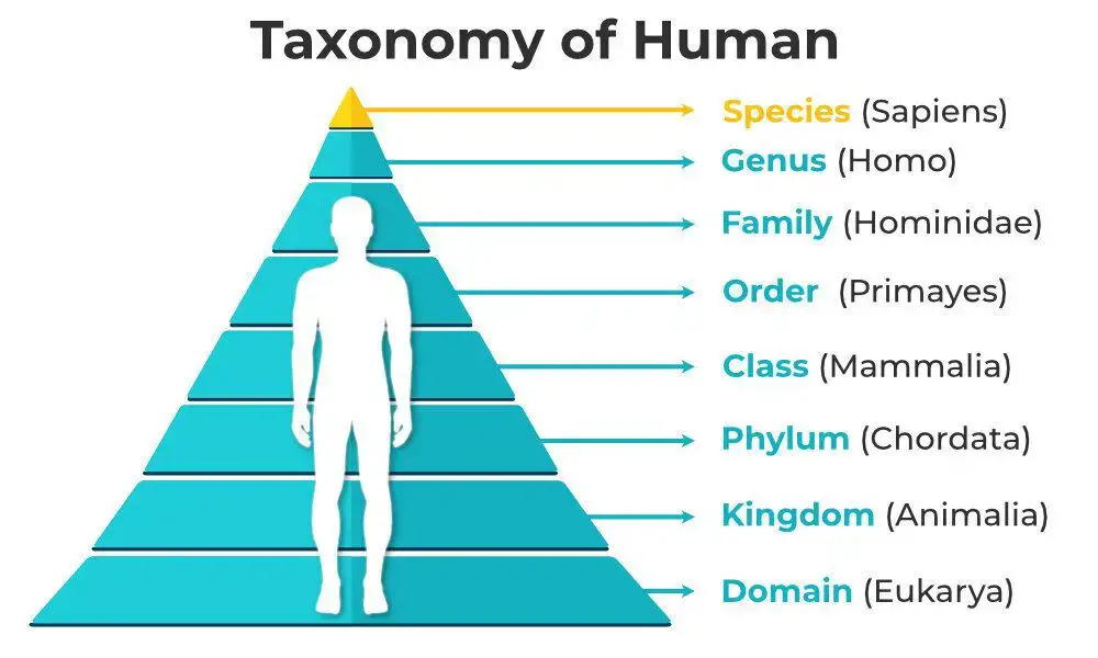 Human Taxonomy