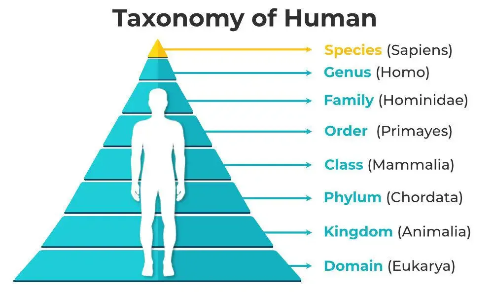 Taxonomy - Definition, Hierarchy, Example, Importance 3 Human Taxonomy