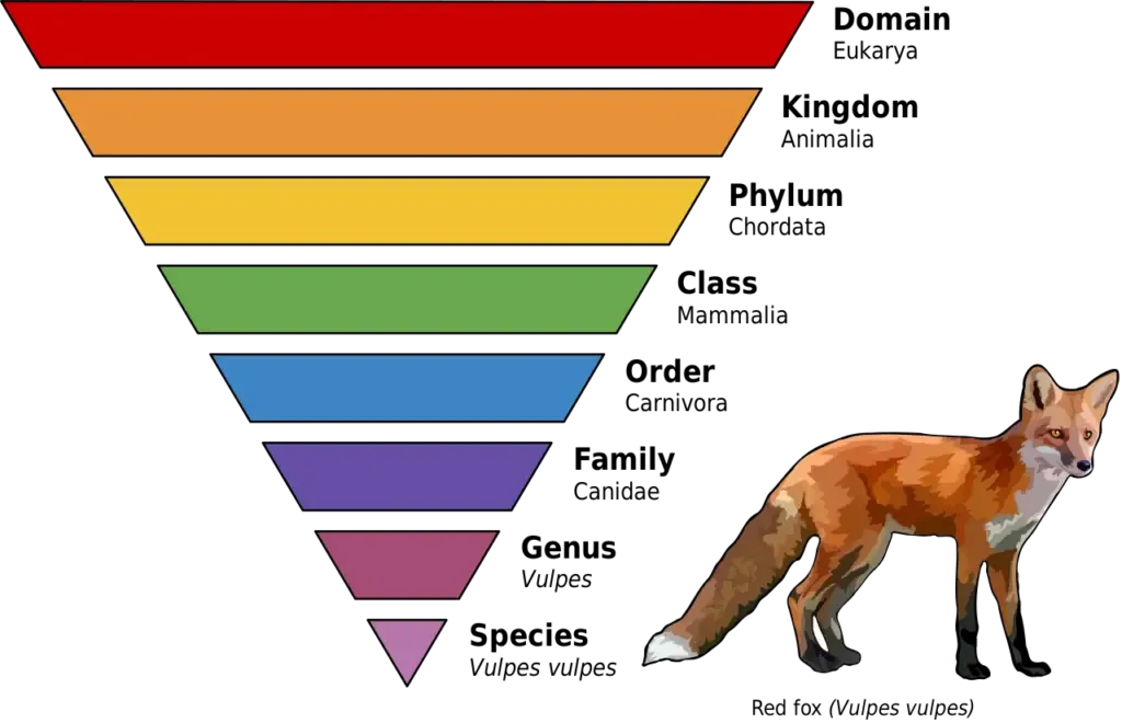 Taxonomy - Definition, Hierarchy, Example, Importance 4 The major ranks: domain, kingdom, phylum, class, order, family, genus, and species, applied to the red fox, Vulpes vulpes.