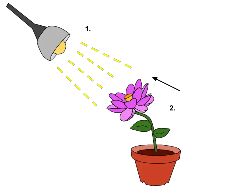 Phototropism - Definition, Types, Mechanism, Importance, Examples ...