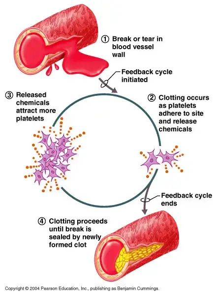 Feedback Mechanism - Definition, Types, Mechanism, Examples - Biology ...