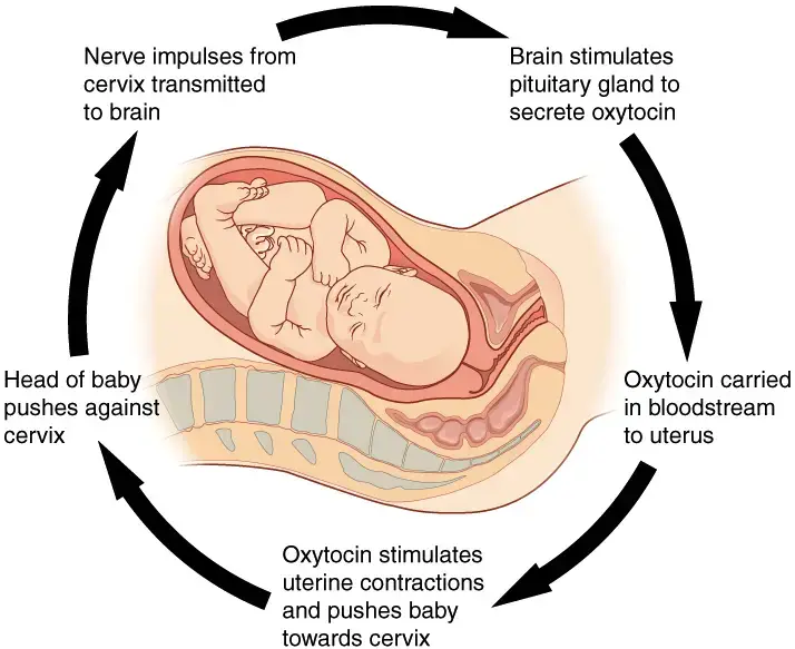 Childbirth Mechanism during Positive feedback system.