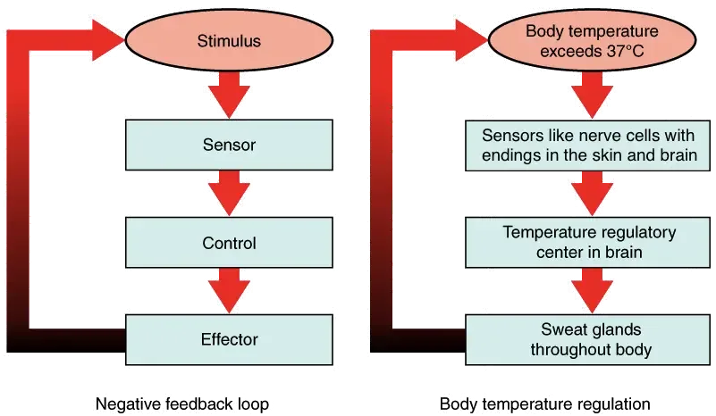 Temperature Regulation under Negative Feedback System.