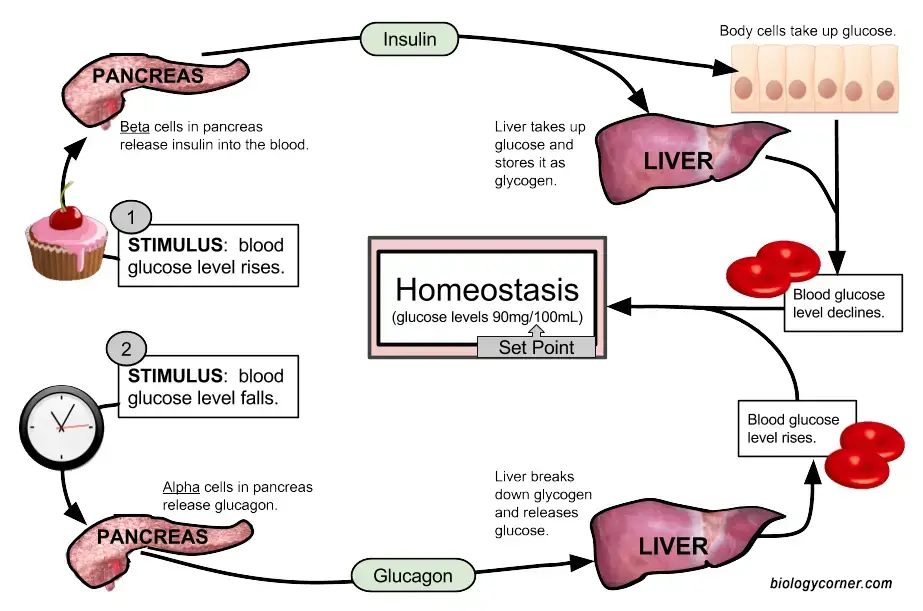 Blood Glucose Level Regulation under Negative Feedback System.