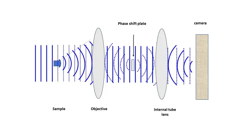 The light routes followed by dispersed light (black solid lines) differ from direct light (dashed lines) in an imaging system with an infinity correction. The placement of the phase shift plate in the back focal plane of the objective shifts the phase of direct light predominately. | Image Source: www.photometrics.com
