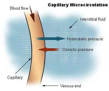 Capillary microcirculation. 