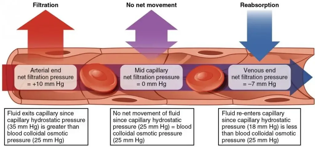 Capillary exchange: hydrostatic pressure is stronger at the arterial end whereas osmotic pressure is stronger at the venule end.