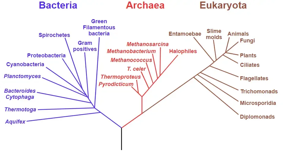 Phylogenetic tree