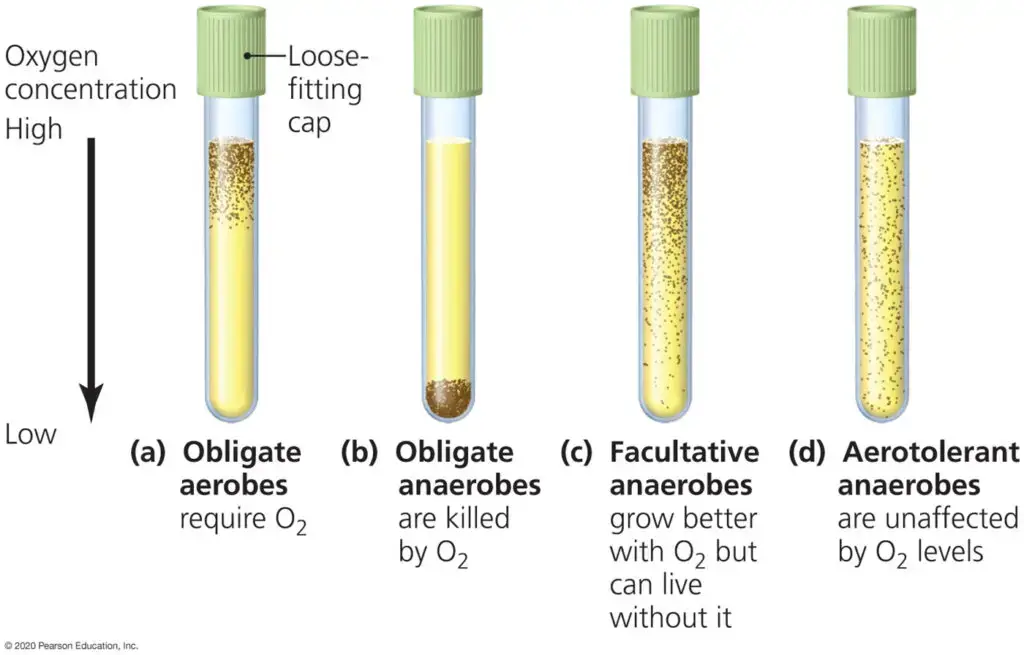 Obligate Anaerobes