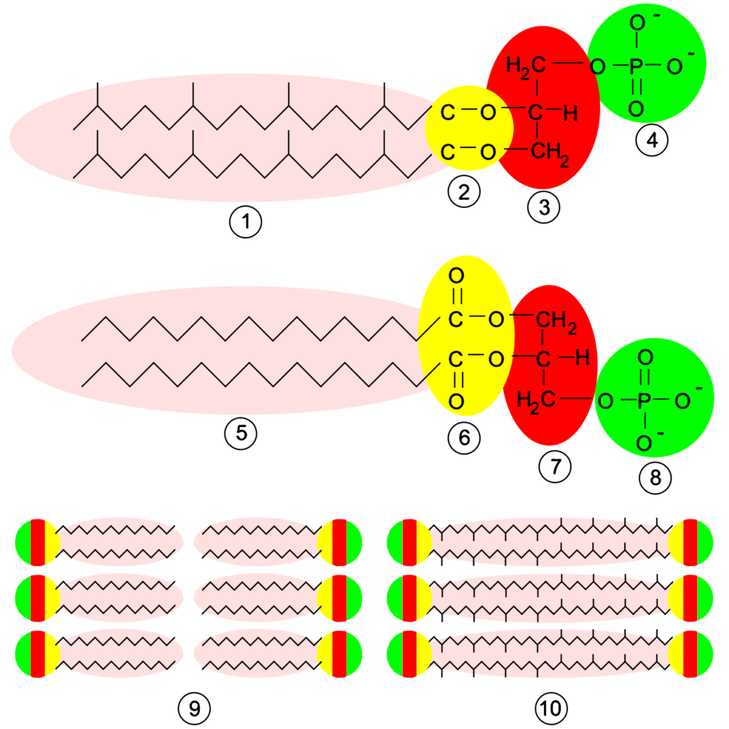 Membrane structures. Top, an archaeal phospholipid: 1, isoprene chains; 2, ether linkages; 3, L-glycerol moiety; 4, phosphate group. Middle, a bacterial or eukaryotic phospholipid: 5, fatty acid chains; 6, ester linkages; 7, D-glycerol moiety; 8, phosphate group. Bottom: 9, lipid bilayer of bacteria and eukaryotes; 10, lipid monolayer of some archaea.