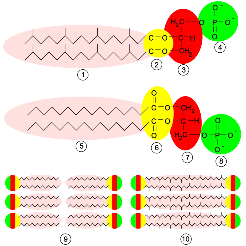 Membrane structures. Top, an archaeal phospholipid: 1, isoprene chains; 2, ether linkages; 3, L-glycerol moiety; 4, phosphate group. Middle, a bacterial or eukaryotic phospholipid: 5, fatty acid chains; 6, ester linkages; 7, D-glycerol moiety; 8, phosphate group. Bottom: 9, lipid bilayer of bacteria and eukaryotes; 10, lipid monolayer of some archaea.