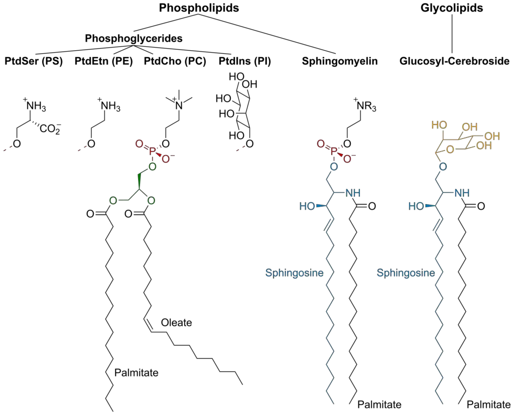Examples of the major membrane phospholipids and glycolipids: phosphatidylcholine (PtdCho), phosphatidylethanolamine (PtdEtn), phosphatidylinositol (PtdIns), phosphatidylserine (PtdSer).