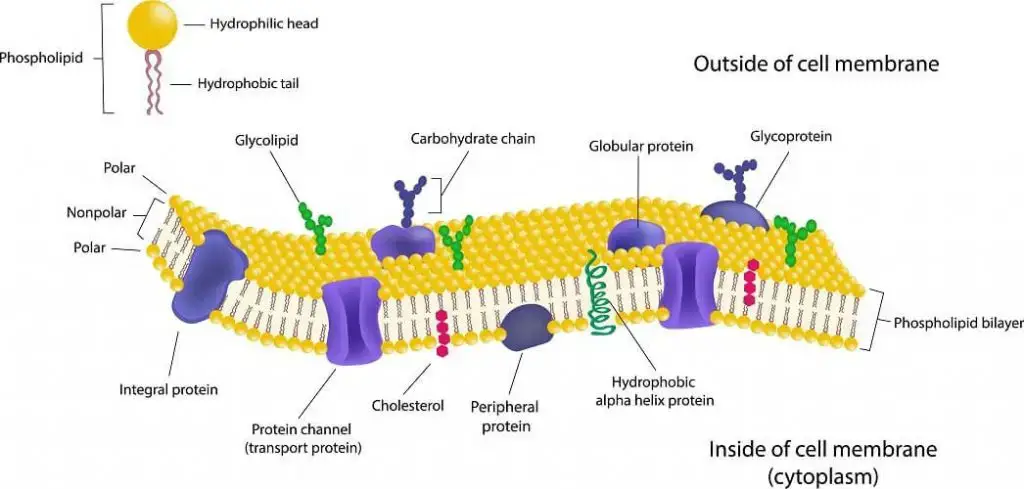 Cell membrane (Plasma Membrane) Structures and Functions - Biology ...