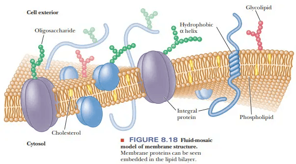 Cell Membrane Definition Structure Functions With Diagram