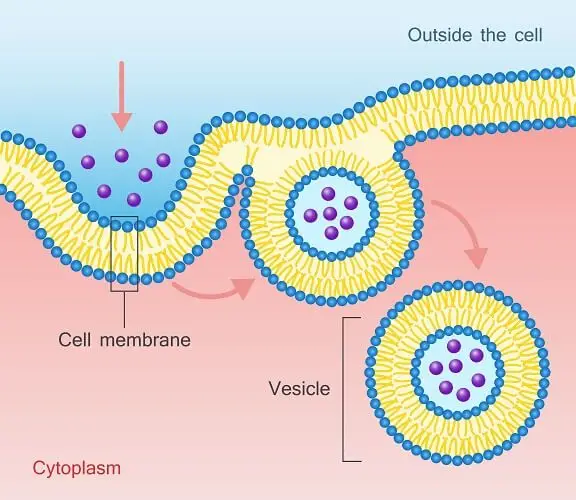 Large molecules can be taken into the cell through the process of endocytosis.