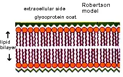 Robertson’s Model 