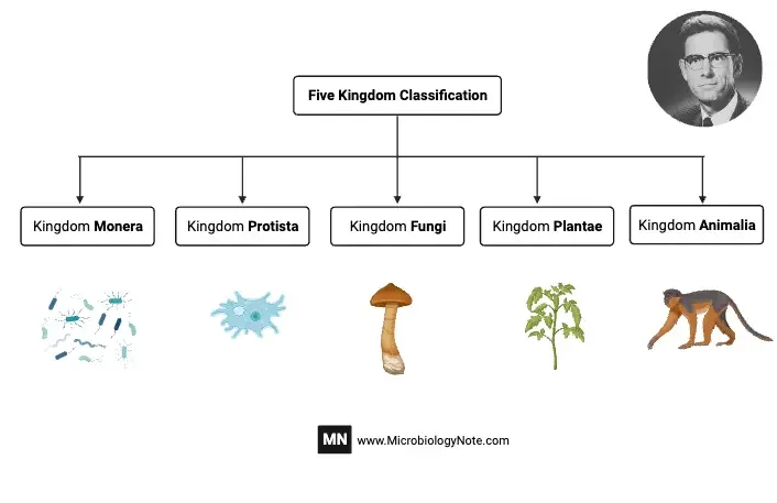 Five Kingdom Classification Chart